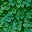 BUSH04F1