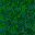 GRAS01F1
