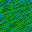 GRAS04F1